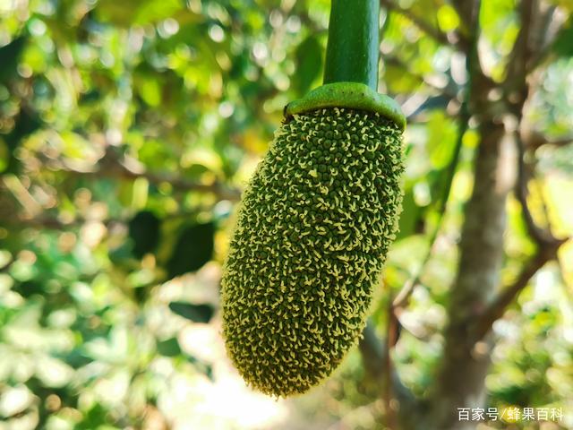 别叫我赌神国语版